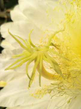 花花朵火龙果花