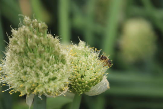 葱花里觅食的蜜蜂