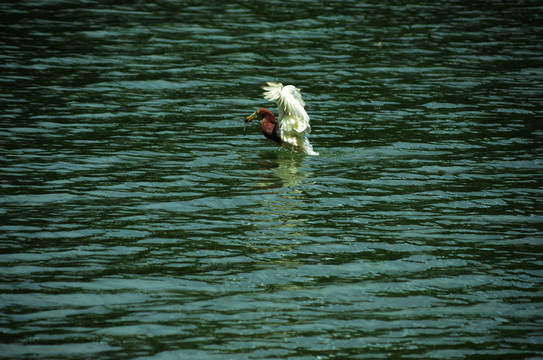 湖面上捕食的水鸟