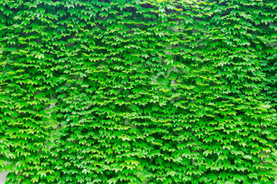 爬山虎植物墙背景素材