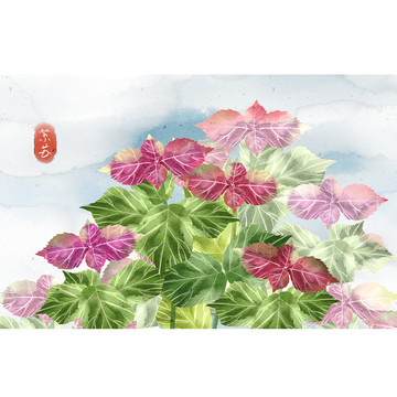 水彩风格中草药植物紫苏插画