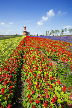 花海