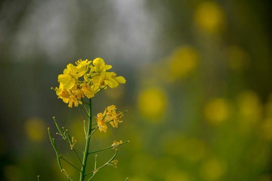 油菜花