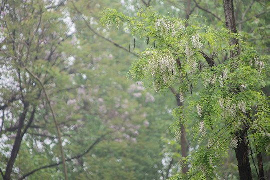 槐花