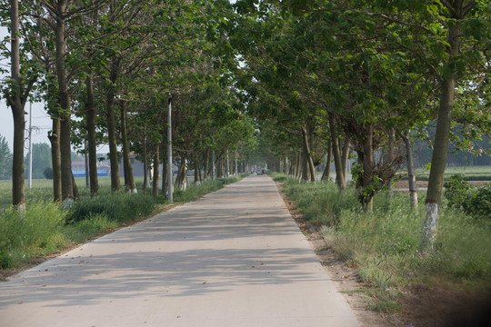农村小路