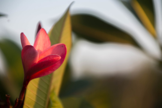 鸡蛋花