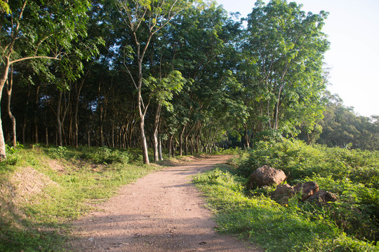 林间小道