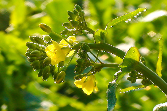 油菜