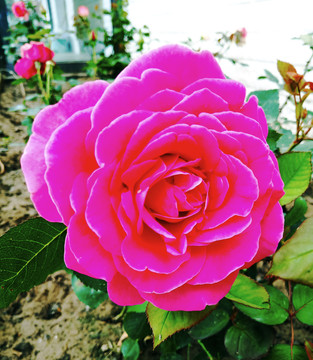 月季花