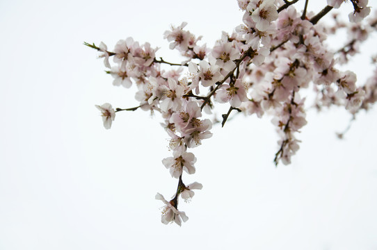 盛开的粉色山桃花