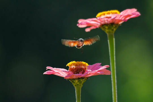 百日菊