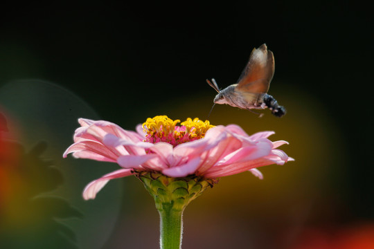 百日菊