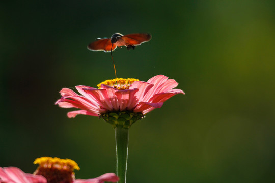 百日菊