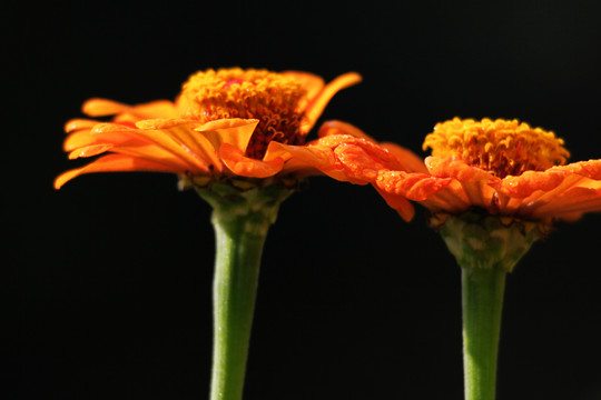 百日菊