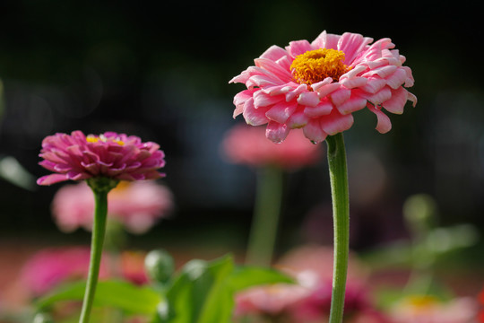 百日菊