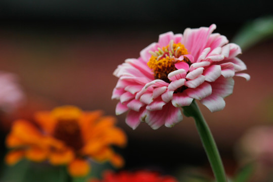 百日菊