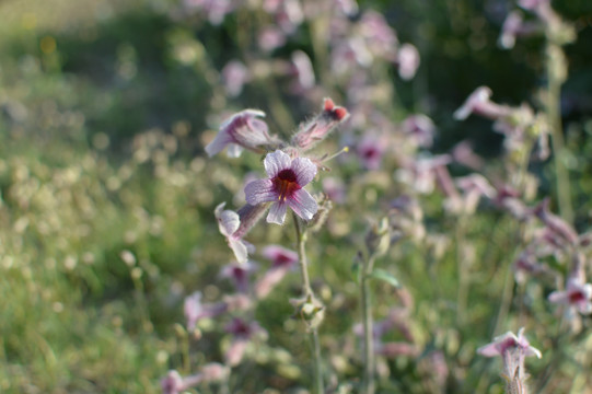 地黄花