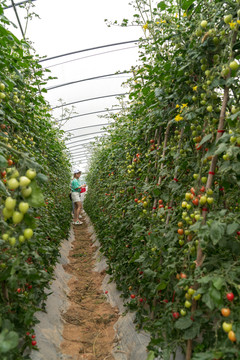大棚番茄种植