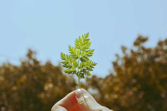 艾草天空