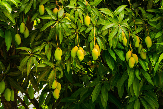 芒果芒果树
