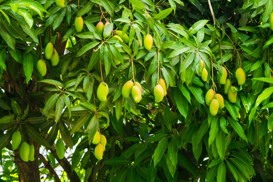芒果芒果树