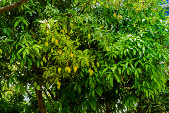 芒果树芒果