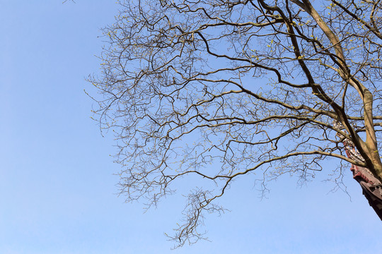 枯木树枝和蓝天背景