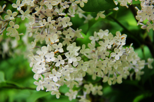 丁香花开