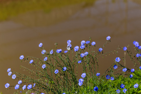 亚麻花