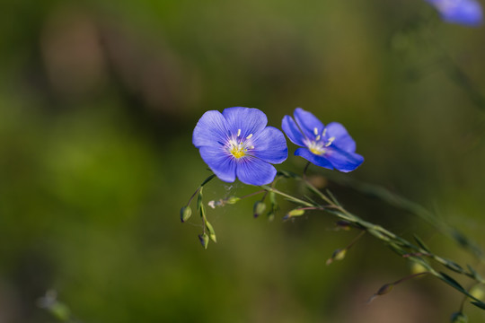 亚麻花