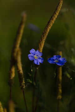 亚麻花