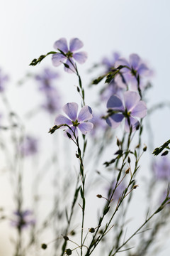 亚麻花