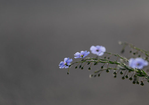 亚麻花