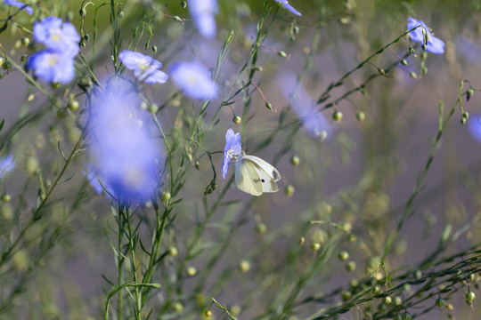 亚麻花