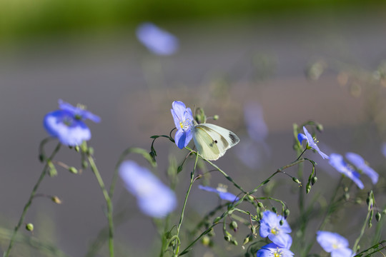 亚麻花