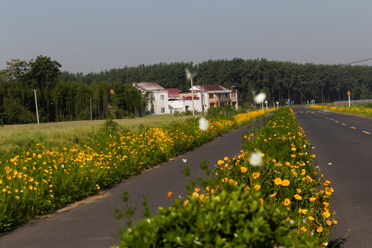 乡间小路鲜花