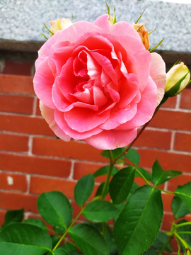 玫瑰花