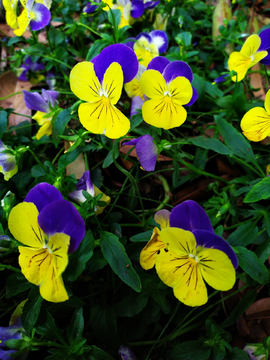 蝴蝶花
