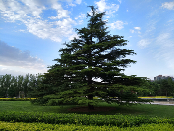 松树