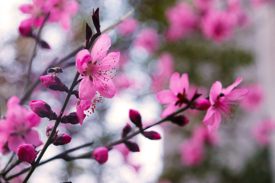 公园唯美粉红桃花素材