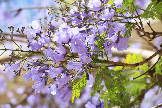 蓝花楹