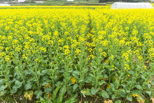 婺源油菜花