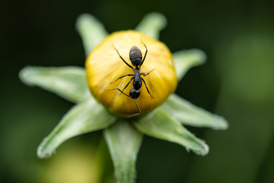 花蕾上的黑蚂蚁特写