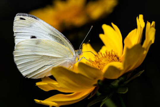 黄色的金鸡菊花上采蜜的蝴蝶