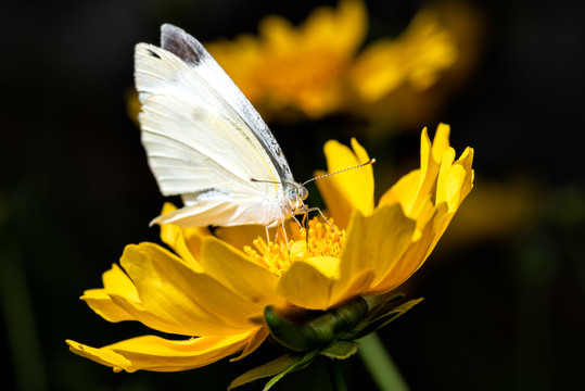 黄色的金鸡菊花上采蜜的蝴蝶