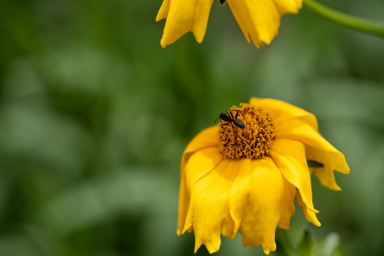 黄色的金鸡菊花上的黑蚂蚁