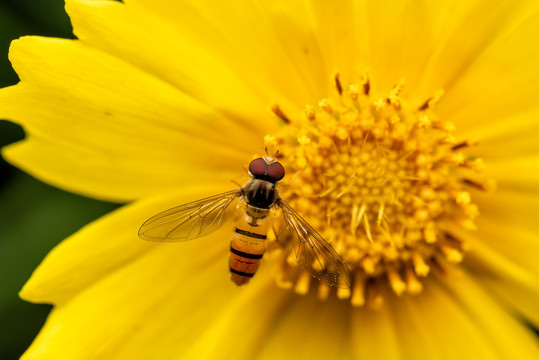 黄色的金鸡菊花上的食蚜蝇特写