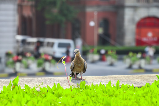 外滩上的小鸟