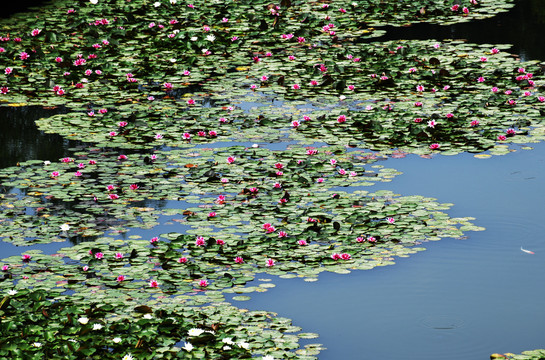 微山湖湿地睡莲花开