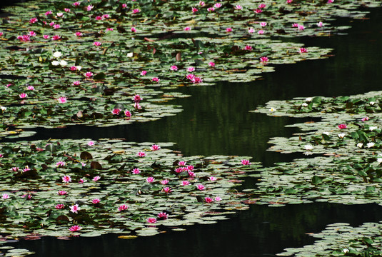 微山湖湿地睡莲花开